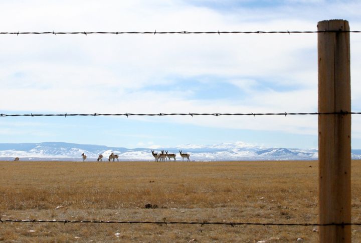 A group of pronghorn antelope on a grassy field, with mountains in the background, seen through lines of barbed wire fence.