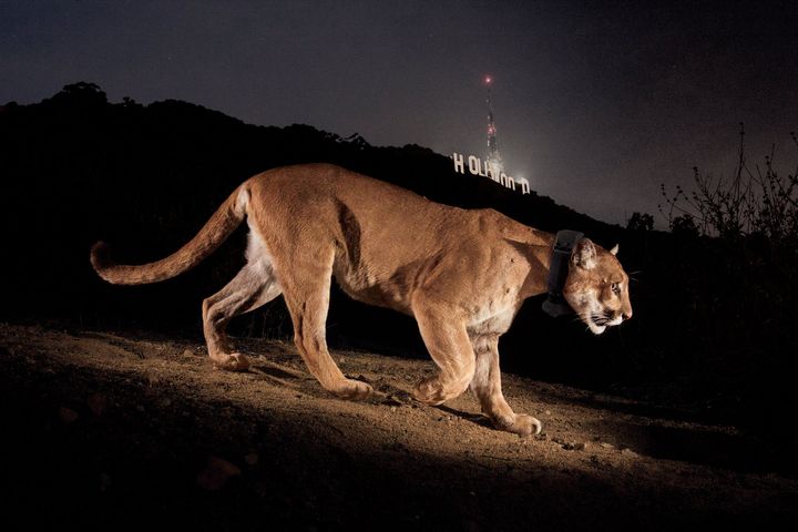 A cougar wearing a tracking collar walking in the dark in front of the Hollywood sign in Los Angeles
