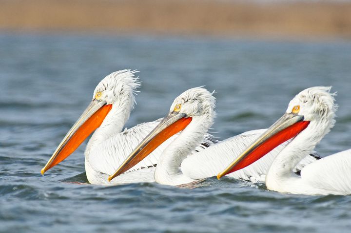 Three Dalmatian pelicans floating on the water