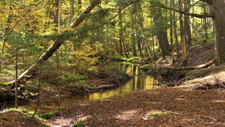 A stream runs through a sun-dappled forest.