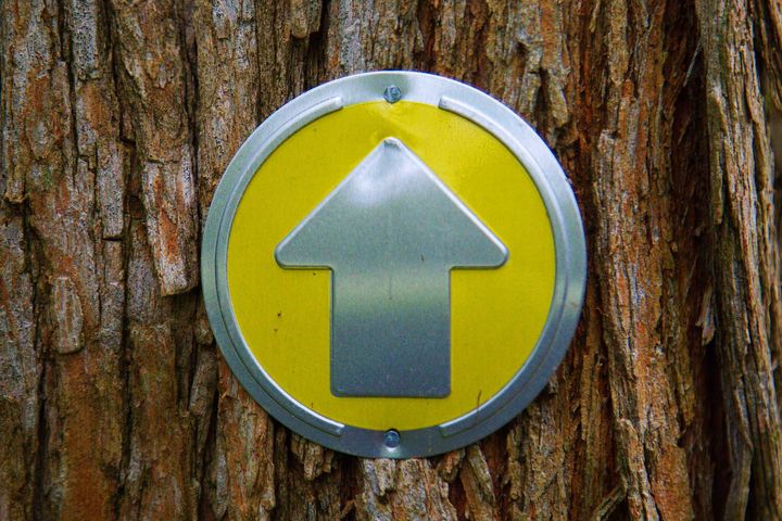 A yellow and silver sign with an arrow pointed up screwed to the trunk of a large tree