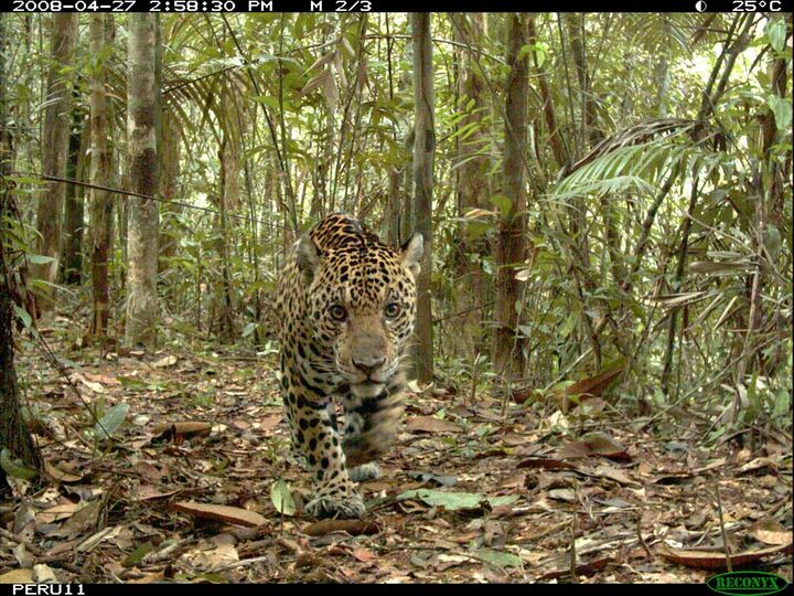 A jaguar in the rainforest, walking toward the camera