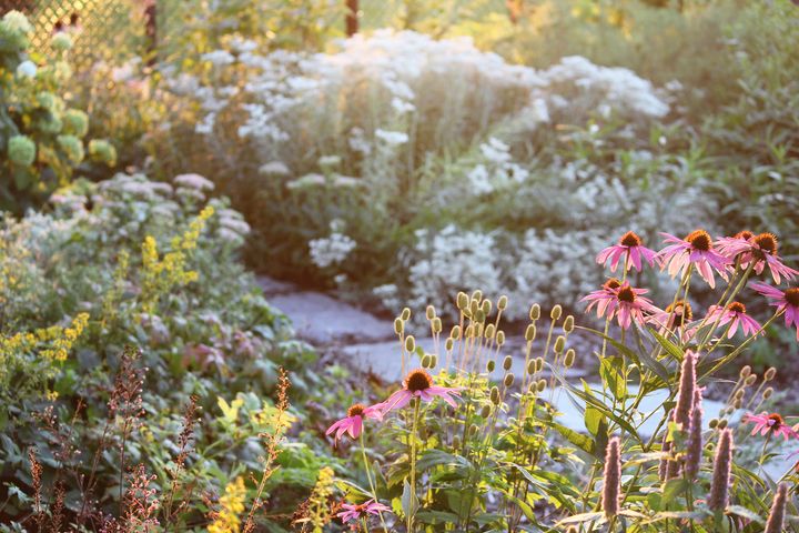 Side light on a flower-filled garden with echinacea, goldenrod and other plants