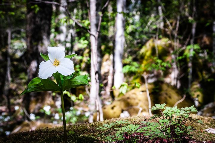 A white trillium flower growing among moss, with forest in the background