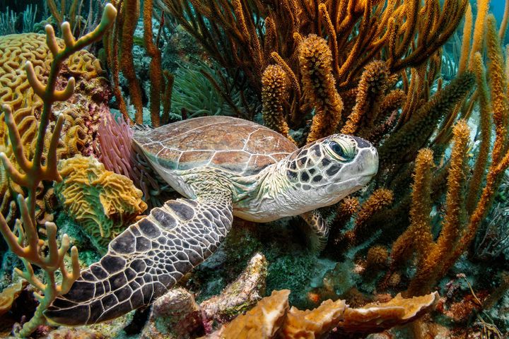 A sea turtle resting amidst orange-coloured coral