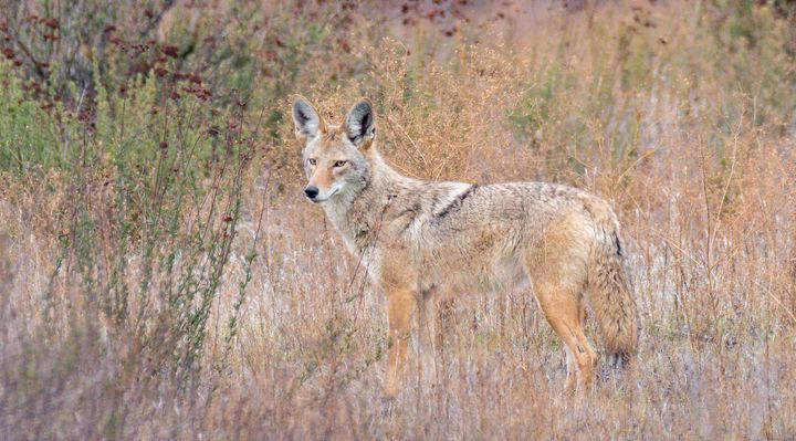 A coyote standing amidst grass and shrubs