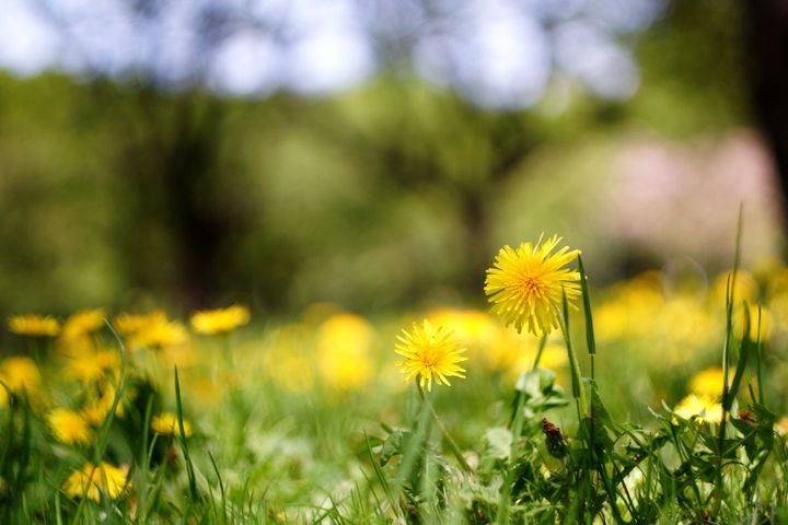 Dandelions growing in a field of grass with a blurred-out background