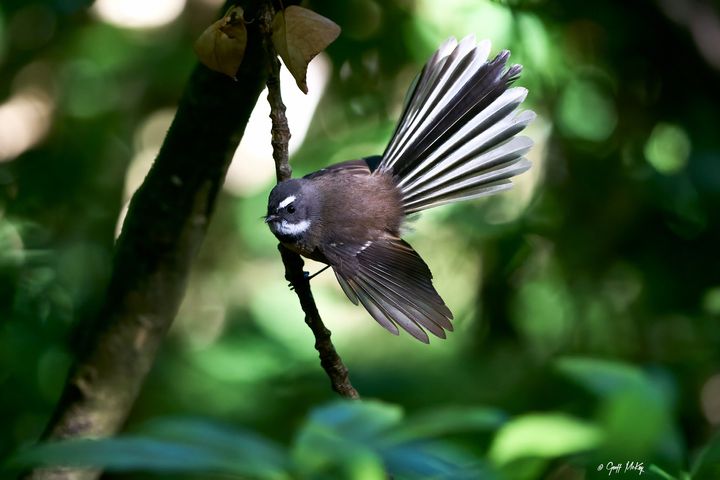 A bird spreading its tail while perched on a branch