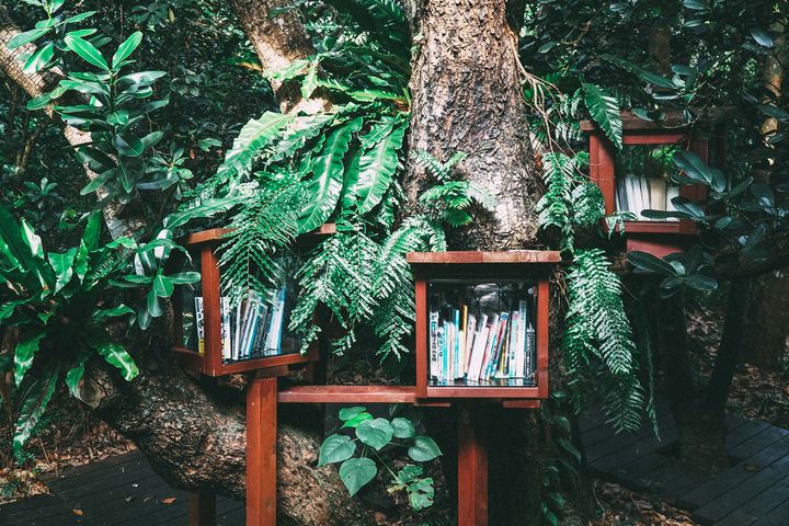 Glass-fronted wooden bookshelves filled with books, built around a tree