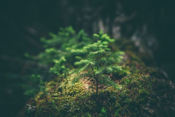 A young tree sapling growing out of a moss-covered nurse log