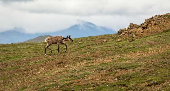 A caribou walking along a grassy area with mountains and clouds in the background