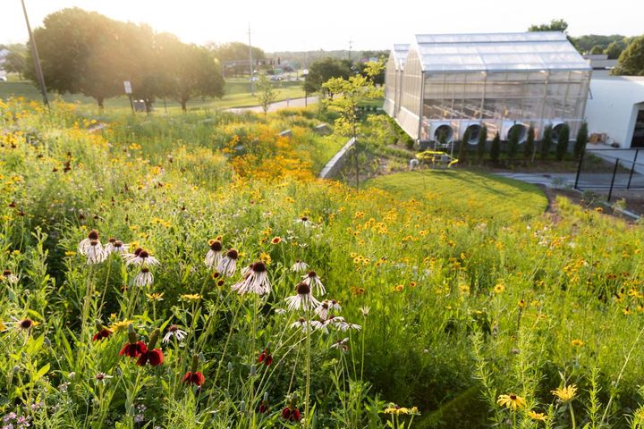 A wildflower meadow covering a hillside with a lawn, building and trees below