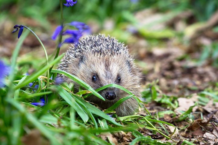 A hedgehog walking amongst bluebells and fallen leaves