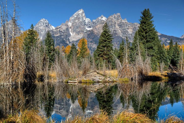 On a sunny fall day, a beaver lodge and pond in the foreground with tall rocky mountain peaks behind
