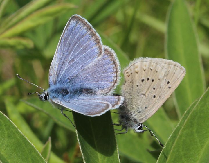 Two Fender's blue butterflies perched on green leaves
