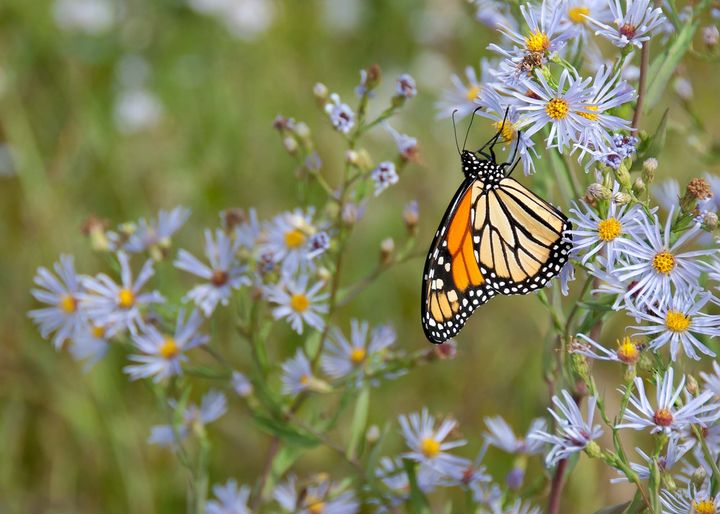 A black-and-orange butterfly resting on a cluster of pale-lilac flowers with yellow centres