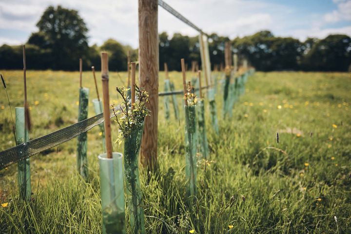 Newly planted trees along a fence line