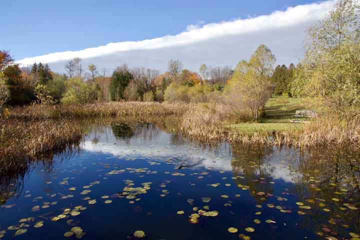 A wetland on a sunny fall day. Leaves are starting to turn and a muskrat swims across a pond.