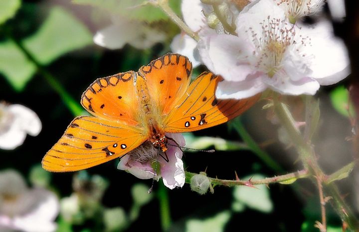 An orange butterfly with spots on a pinkish white flower