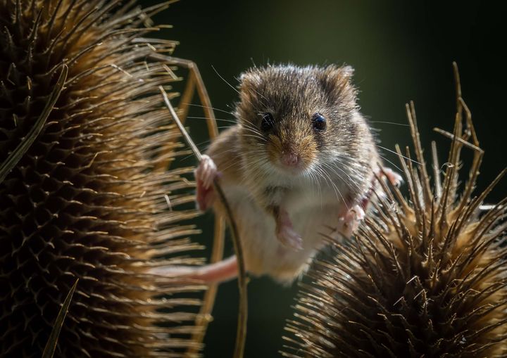 A mouse perched between two flower seed heads