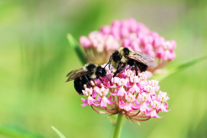 How (and why) to welcome insects to your garden