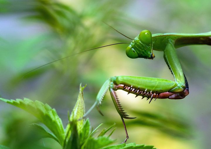 A bright green praying mantis on a leafy background