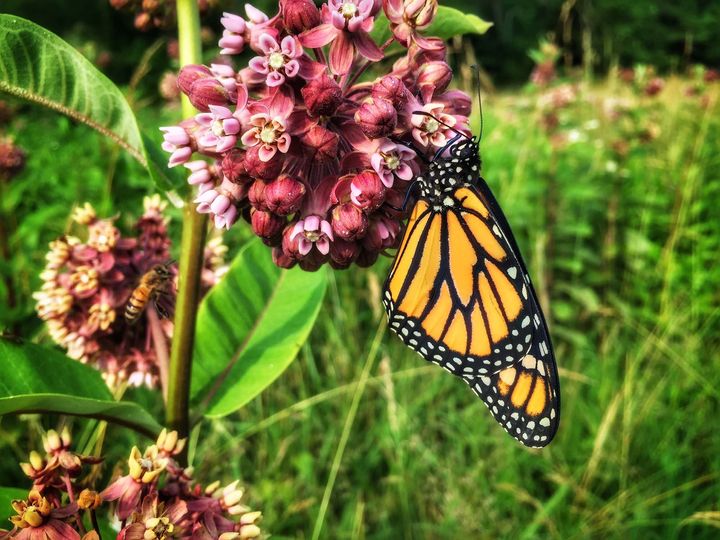 Photo: a monarch butterfly and a bee foraging on milkweed flowers
