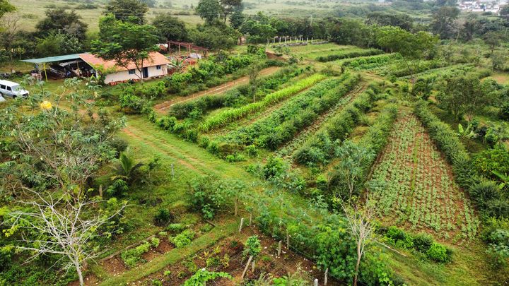 Aerial view of a farm with plenty of trees and lush, bright green plants in rows