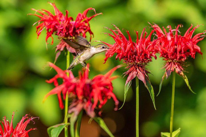 A hummingbird in flight, feeding on a bright-red flower