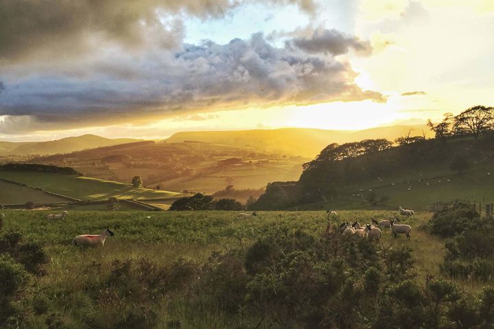 A green landscape at sunset with rolling hills, black-faced sheep and picturesque clouds
