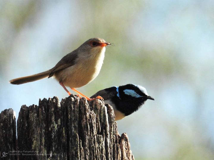 A male and female superb fairywren perched on some dead wood