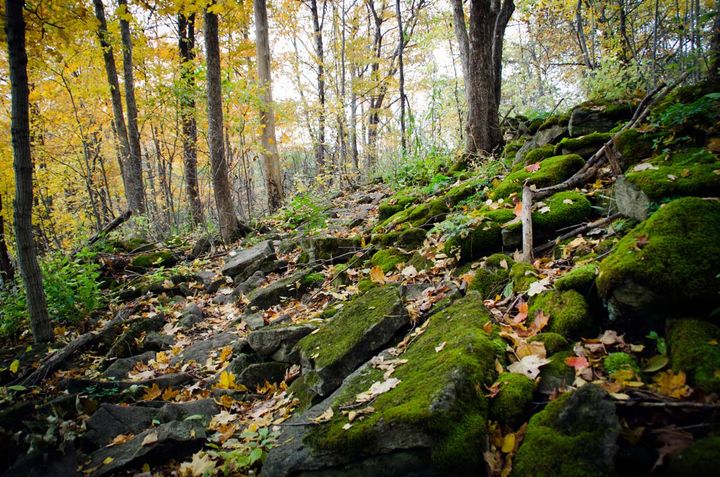 Moss-covered dark grey rocks in a forest with yellow leaves falling
