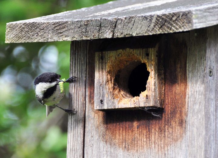 A small bird with a caterpillar in its beak, perched on the edge of a wooden birdhouse