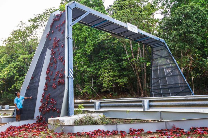 Red crabs crossing a bridge that goes high above a road, with trees in the background