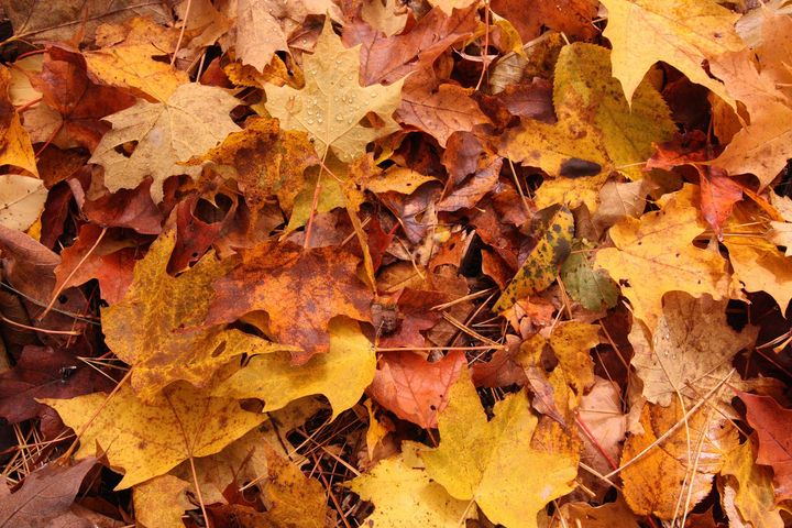 Yellowish, reddish, brownish maple leaves fallen on the ground and starting to decompose