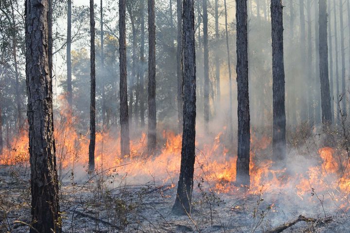 Bright-orange flames across the ground of a forest, with burned trees and scrub in the foreground