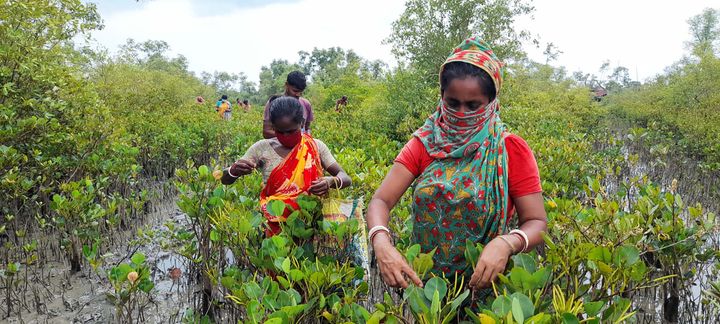 Two people in foreground and more in background, surrounded by mangroves and gathering seeds