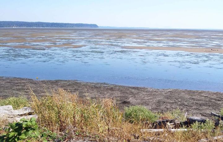 View of a tidal marsh from the shoreline, with water and sand visible and land in the distance