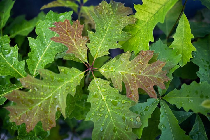 Looking down at a growing oak tree seedling with its leaves covered in droplets of water