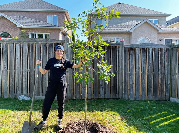 A person wearing black and holding a shovel stands next to a newly planted oak tree in a suburban backyard