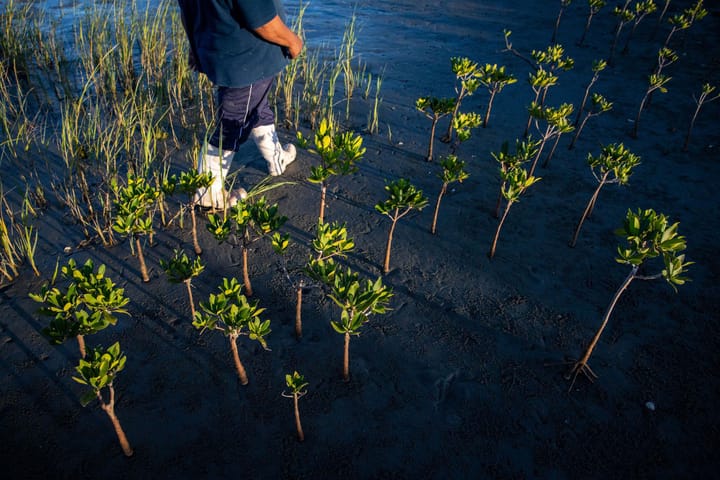 This couple has planted over a million mangroves on Mexico’s Pacific coast