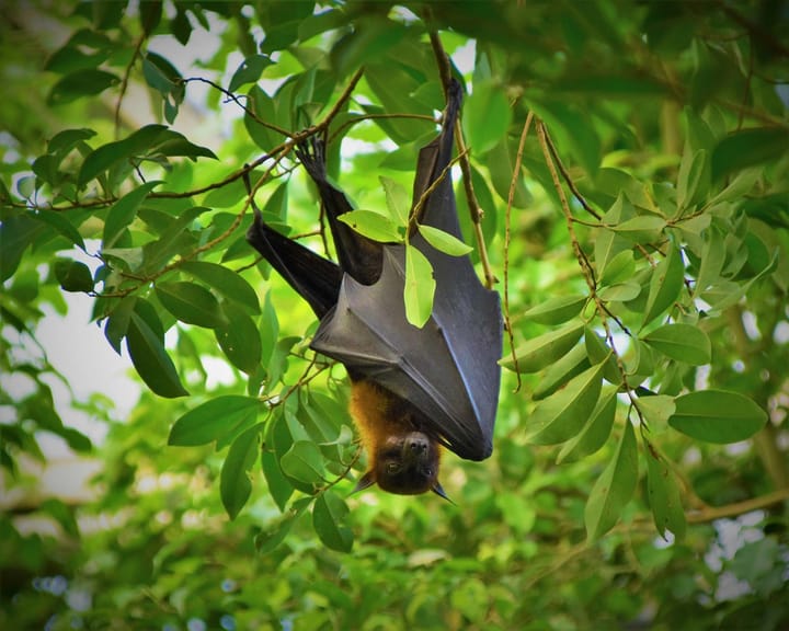 A bat hanging out on a leafy tree