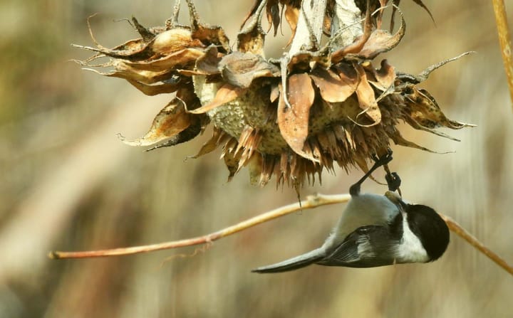 A chickadee with a seed in its mouth, hanging upside down on a dead sunflower head
