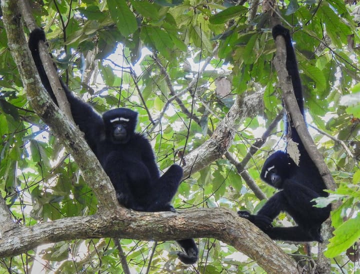 Two hoolock gibbons perched in a tree