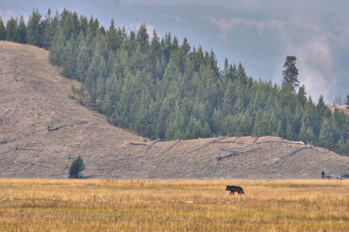 View of a landscape with grassland and treed slope, with a wolf walking across the frame