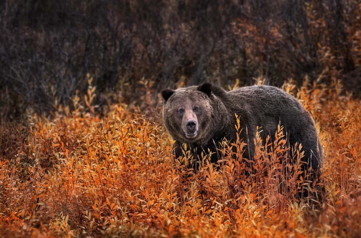 A grizzly bear amongst reddish fall foliage
