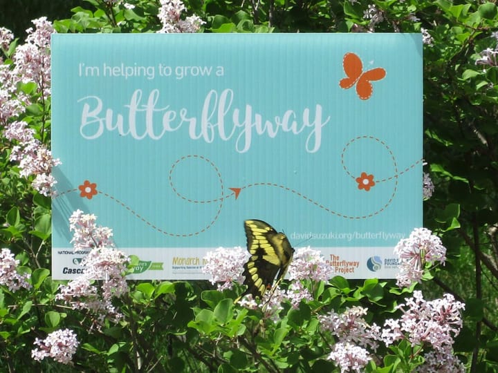 A sign amidst flowers reads "I'm helping to grow a Butterflyway", with a butterfly flying in front