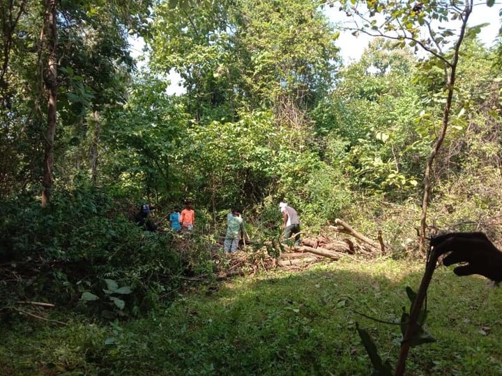 People working in a leafy green forest area