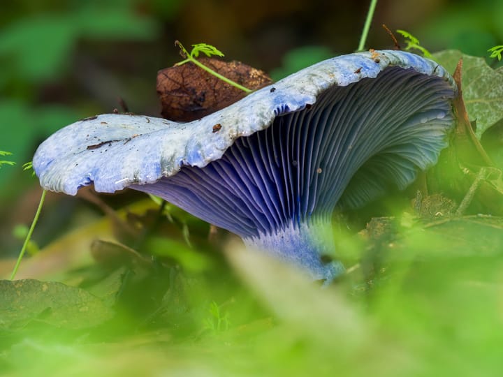 Close-up of a blueish-purple mushroom rising above out-of-focus green