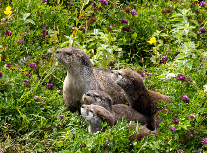 One adult and four young otters looking toward left of camera, amidst thick greenery and purple flowers